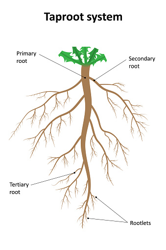 The structure of the taproot system. Labeled diagram.