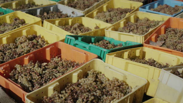 istock Many colorful boxes with harvested grape harvest. White wine production 2104675268