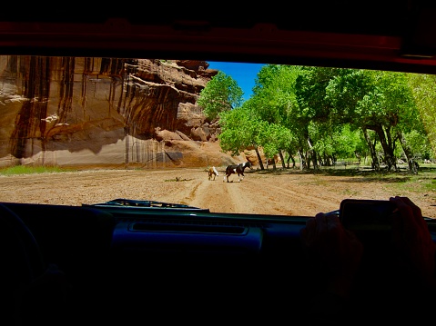 We took an off-road jeep tour through the beautiful Canyon de Chelly valley in spring. Tours must be conducted by a Navajo Guide - highly recommended. Canyon de Chelly National Monument is in Chinle, northeastern Arizona on Navajo tribal lands.