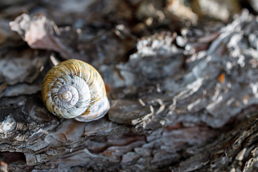 A small shell is sitting on a log. The shell is brown and white. The log is brown and has a rough texture