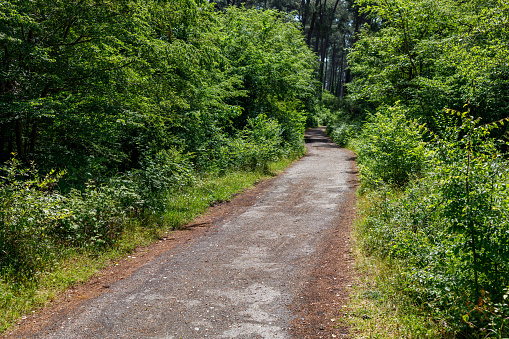 Road in forest, Eastbourne, East Sussex