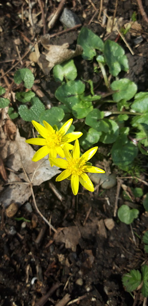 Discover the sunny charm of Lesser Celandine (Ficaria verna) through this captivating close-up shot. These small yet vibrant yellow flowers, which thrive in the early spring light, are beautifully highlighted against the soft natural backdrop of south of Munich's woodlands.