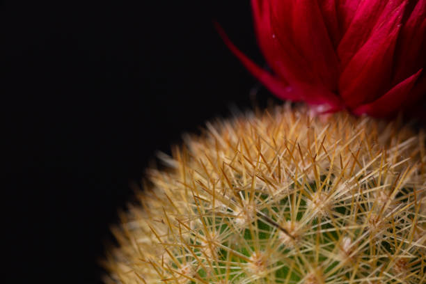 Cactus macro close up prickly spines red flower