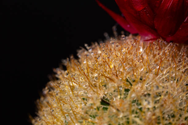 Cactus macro close up water droplets on spines