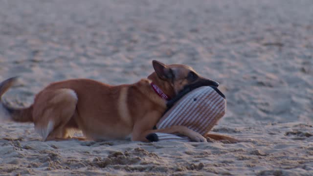 biting and tearing pet animal  shepherd dog on the beach, slowmotion cinematic style