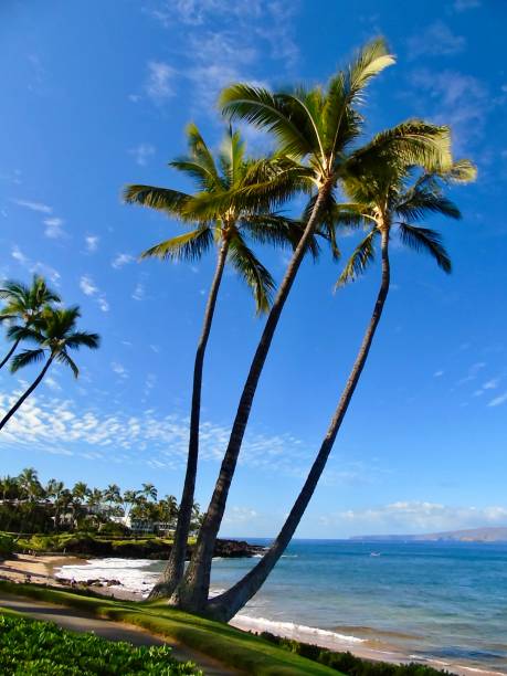istock looking out beyond the coconut palm trees, pacific ocean waters crash against wailea beach on the island of maui 2104746814