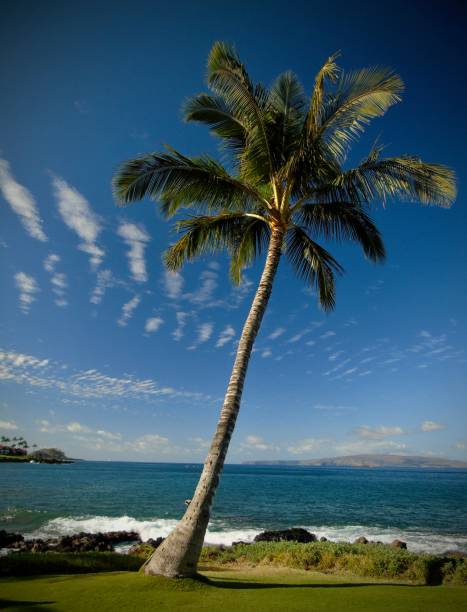 istock looking out beyond a coconut palm tree, thin white high clouds form above the kaho'olawe island reserve 2104747342
