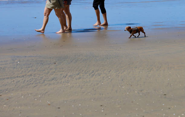 istock Dachshund going for a walk on the beach 2104755761