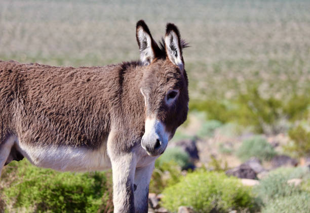 istock Wild burros roaming around in the desert 2104761501