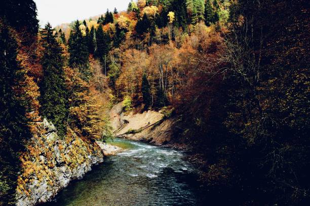 Autumn forest landscape trees nature fresh air. High quality photo