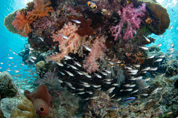 istock Colorful Soft Corals and Bright Fish in Raja Ampat 2104767849