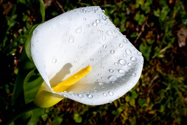 istock calla lily or arum lily (Zantedeschia aethiopica) with blurred background 2104770432