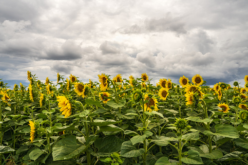 Beautiful landscape. A field of sunflowers against the backdrop of huge beautiful clouds. field covered with many yellow sunflowers