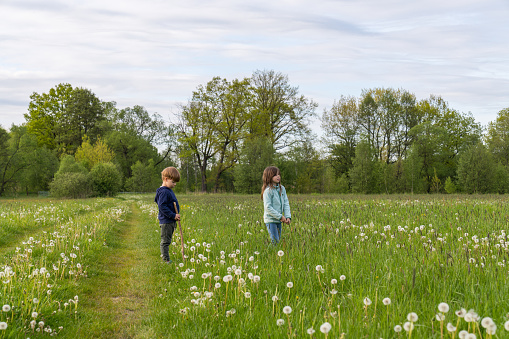 A happy boy and girl play merrily in a green meadow with dandelions, frolic and run. Active lifestyle, children outdoors