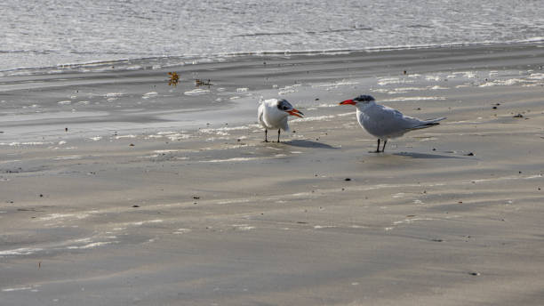 Young caspian tern with parent on beach stock photo