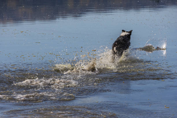 A black and white border collie chases a ball into the water stock photo
