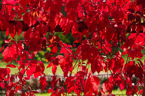 Climbing plant in park. Autumn red leaves