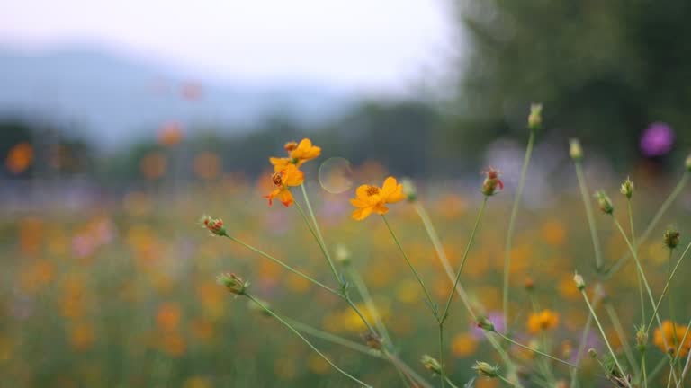 Garden flowers