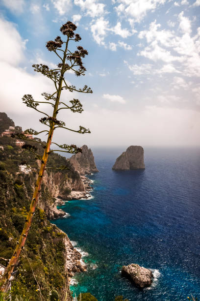 a beautiful agave plant in flower stands majestically on the rock face overlooking the stacks of Capri