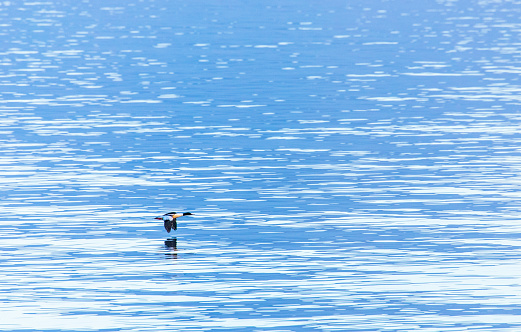 A small duck flying on the lake