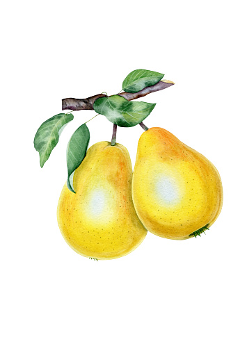 Yellow pears on a branch. Watercolor botanical illustration.