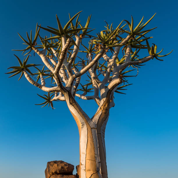 Quiver tree in Giants playground park with huge dolorite boulders in piles