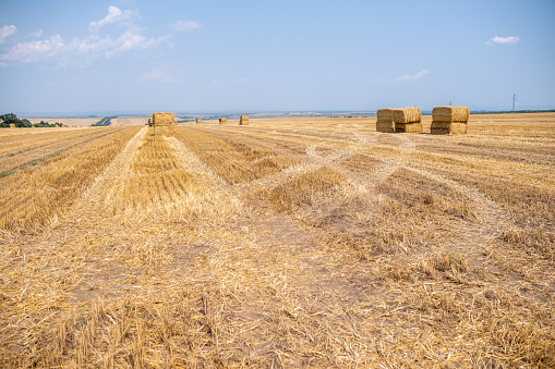 A field of harvested straw. There are bales of straw in the field.