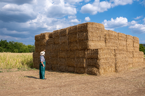 Cheerful white-bearded farmer in front of straw bales in an agricultural field. He is wearing green overalls and a checkered shirt. He has a knitted straw hat on his head. He has his back to the camera. He looks petite against the pile of bales.