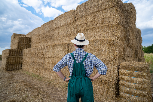 Cheerful white-bearded farmer in front of straw bales in an agricultural field. He is wearing green overalls and a checkered shirt. He has a knitted straw hat on his head. He has his back to the camera.