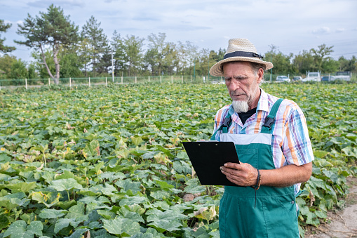 A farmer with a white beard, with a clipboard and pen in his hands in a pumpkin field. He looks at the clipboard. He is wearing a white plaid shirt with green and orange stripes and green overalls. On his head, he wears a woven straw hat.