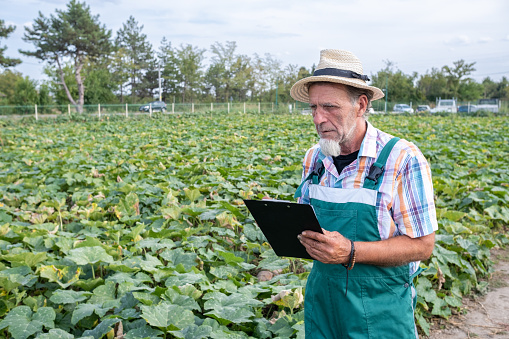 A farmer with a white beard, with a clipboard and pen in his hands in a pumpkin field. He looks at the field. He is wearing a white plaid shirt with green and orange stripes and green overalls. On his head, he wears a woven straw hat.