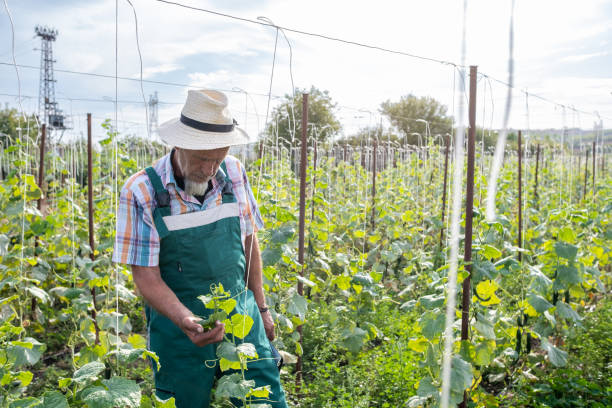 istock Farmer with clipboard working in cucumber beds. 2104855012