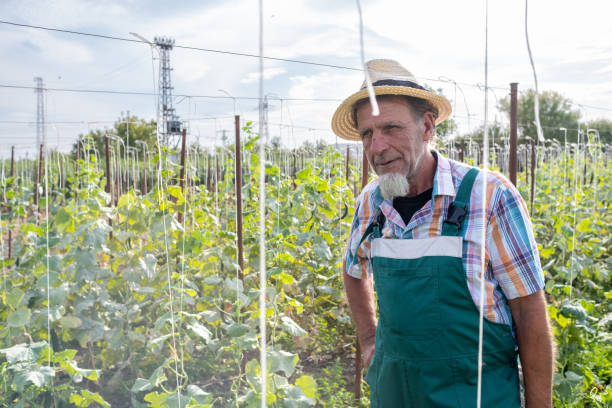 istock Farmer with clipboard working in cucumber beds. 2104855535