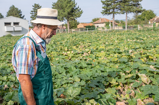 A farmer with a white beard, with a clipboard and pen in his hands in a pumpkin field. He is wearing a white plaid shirt with green and orange stripes and green overalls. On his head, he wears a woven straw hat. He scrutinizes the plants.
