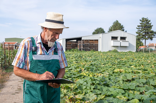 A farmer with a white beard, with a clipboard and pen in his hands in a pumpkin field. He is wearing a white plaid shirt with green and orange stripes and green overalls. On his head, he wears a woven straw hat.