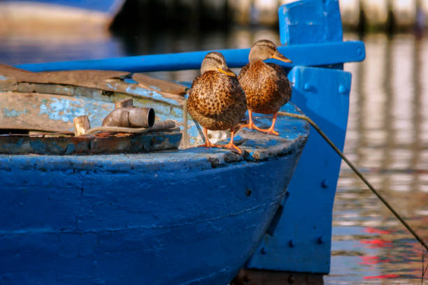 istock Wild ducks sit on a wooden boat 2104863873