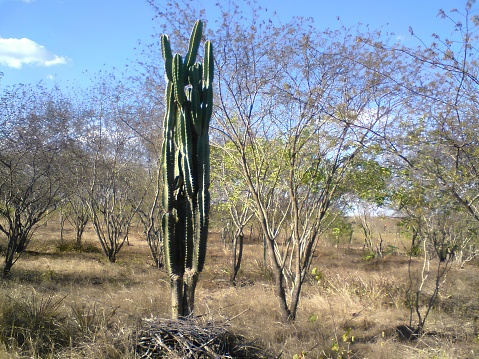 caatinga type of vegetation in a semi-arid area in northeastern Brazil