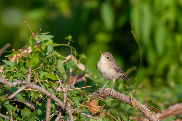 istock Small songbird on dry twigs. Eastern Olivaceous Warbler, Iduna pallida. 2104868675