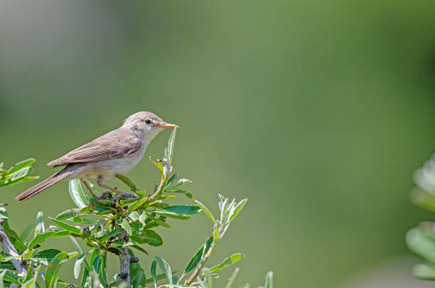 istock Small bird in green leafy treetops in spring. Eastern Olivaceous Warbler, Iduna pallida. 2104872305