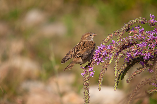 Young House Sparrow, Passer domesticus, on purple-coloured flower.