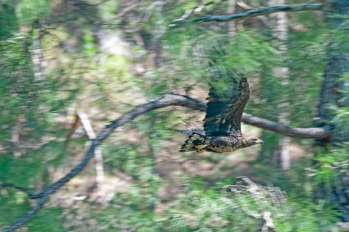 The eagle flying among the pine trees. White-tailed Eagle, Haliaeetus albicilla.