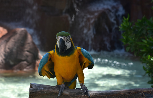 Blue and gold parrot dancing upon a perch with water behind it.