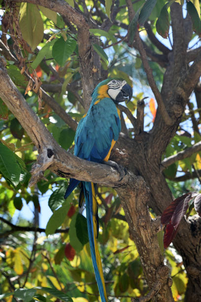 istock Tree with a Blue and Gold Macaw in It 2104886429