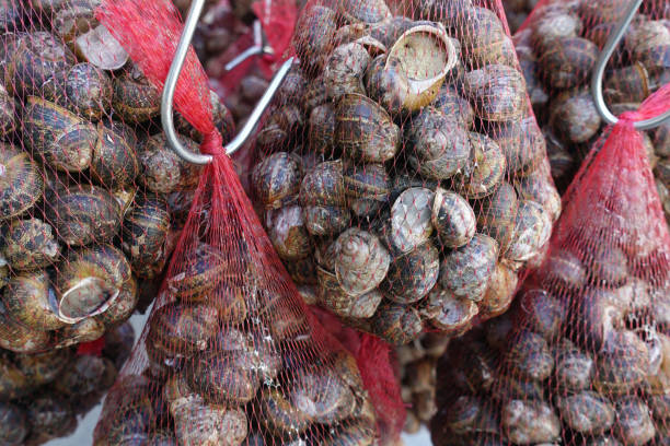 Escargot edible land snails packed in netting bags.