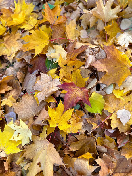 istock Autumn Leaves Mosaic 2104899484