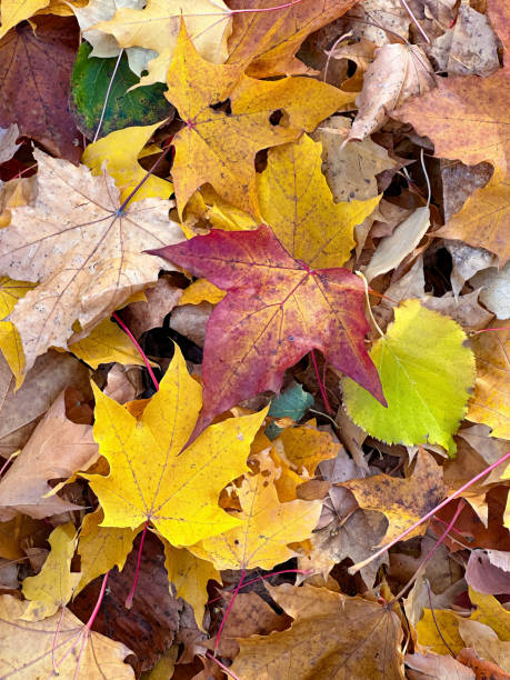 istock Autumn Leaves Mosaic 2104901609