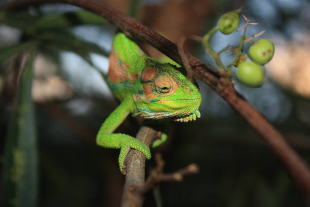 Chameleon paying a visit in a suburban area, on a tree in Cape Town