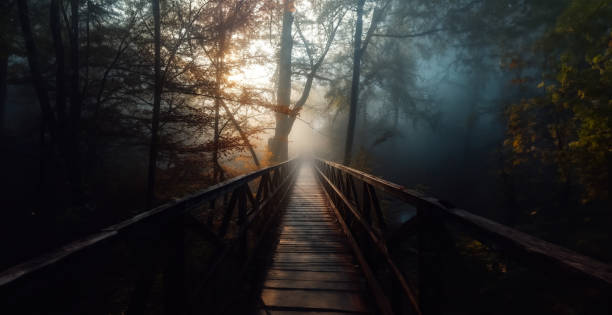 Sunset in the forest after a wooden bridge with trees around