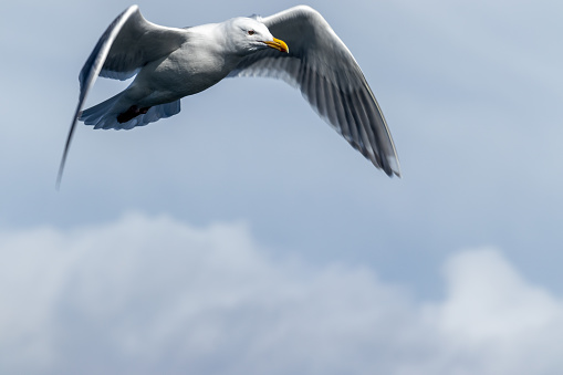 A majestic seagull perched gracefully on a rock, overlooking the vast expanse of the sea in Seattle.