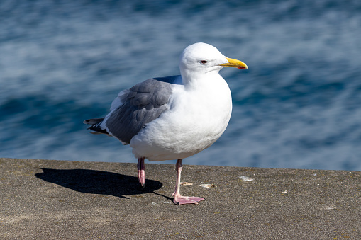 A majestic seagull perched gracefully on a rock, overlooking the vast expanse of the sea in Seattle.